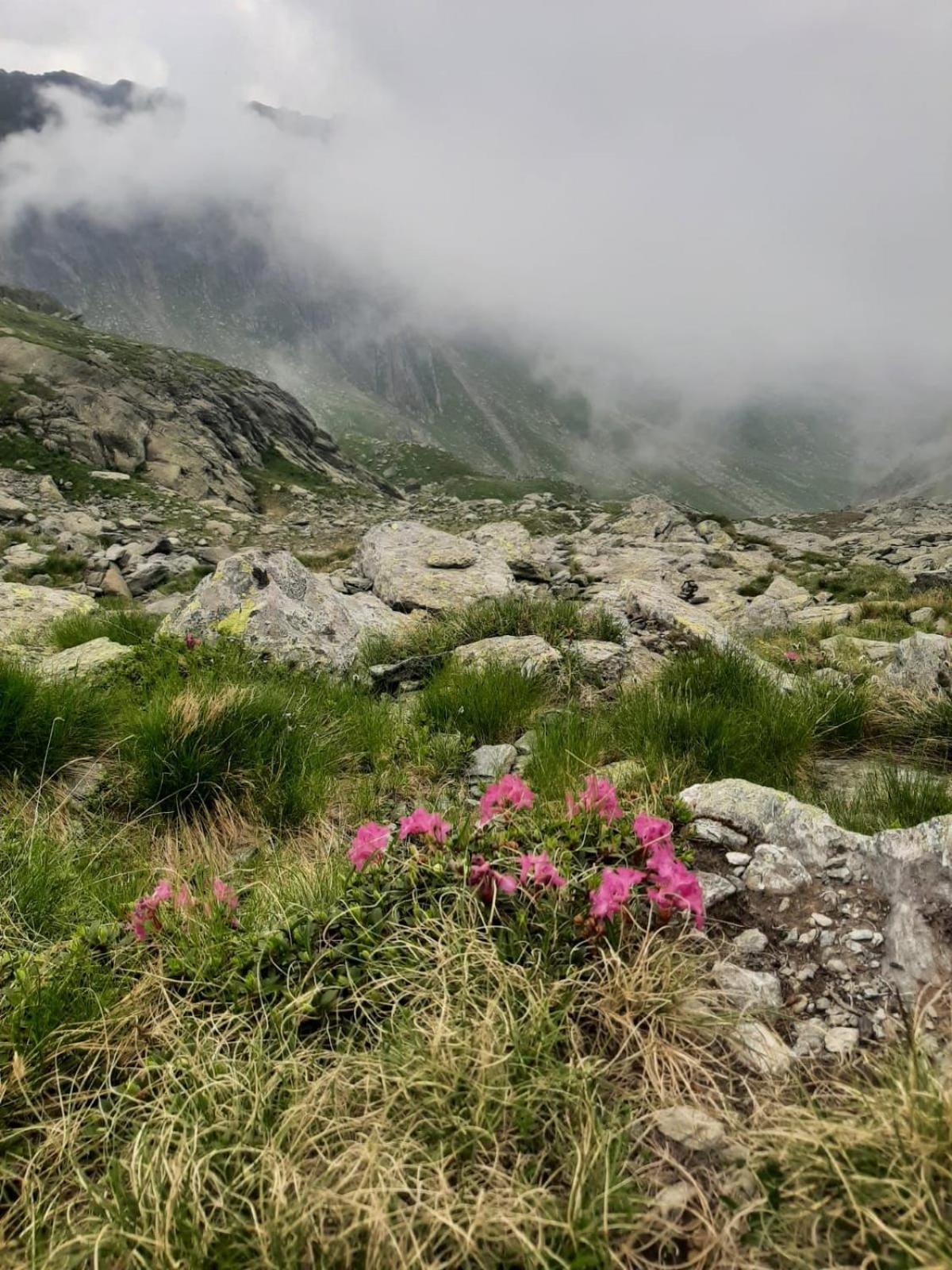 Apartamento Casa Oaspeti Transfagarasan Cîrţişoara Exterior foto